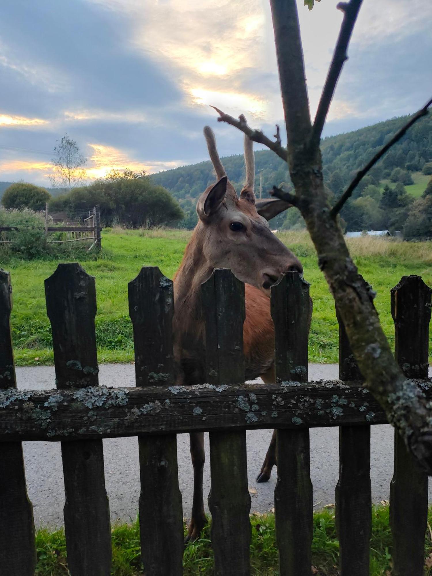 Goralska Czarcia Chata Pod Jalowcem ستريشافا المظهر الخارجي الصورة