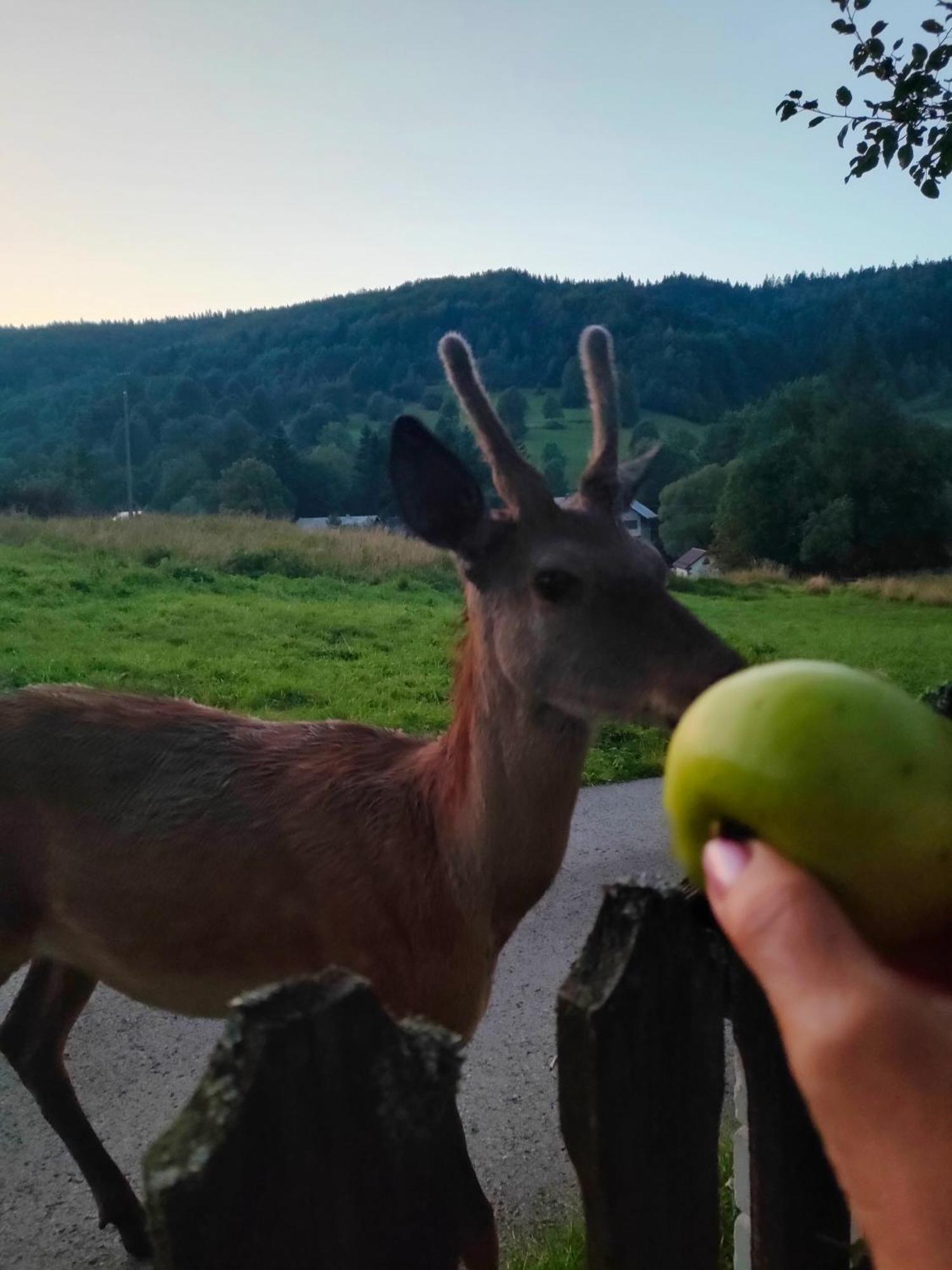 Goralska Czarcia Chata Pod Jalowcem ستريشافا المظهر الخارجي الصورة