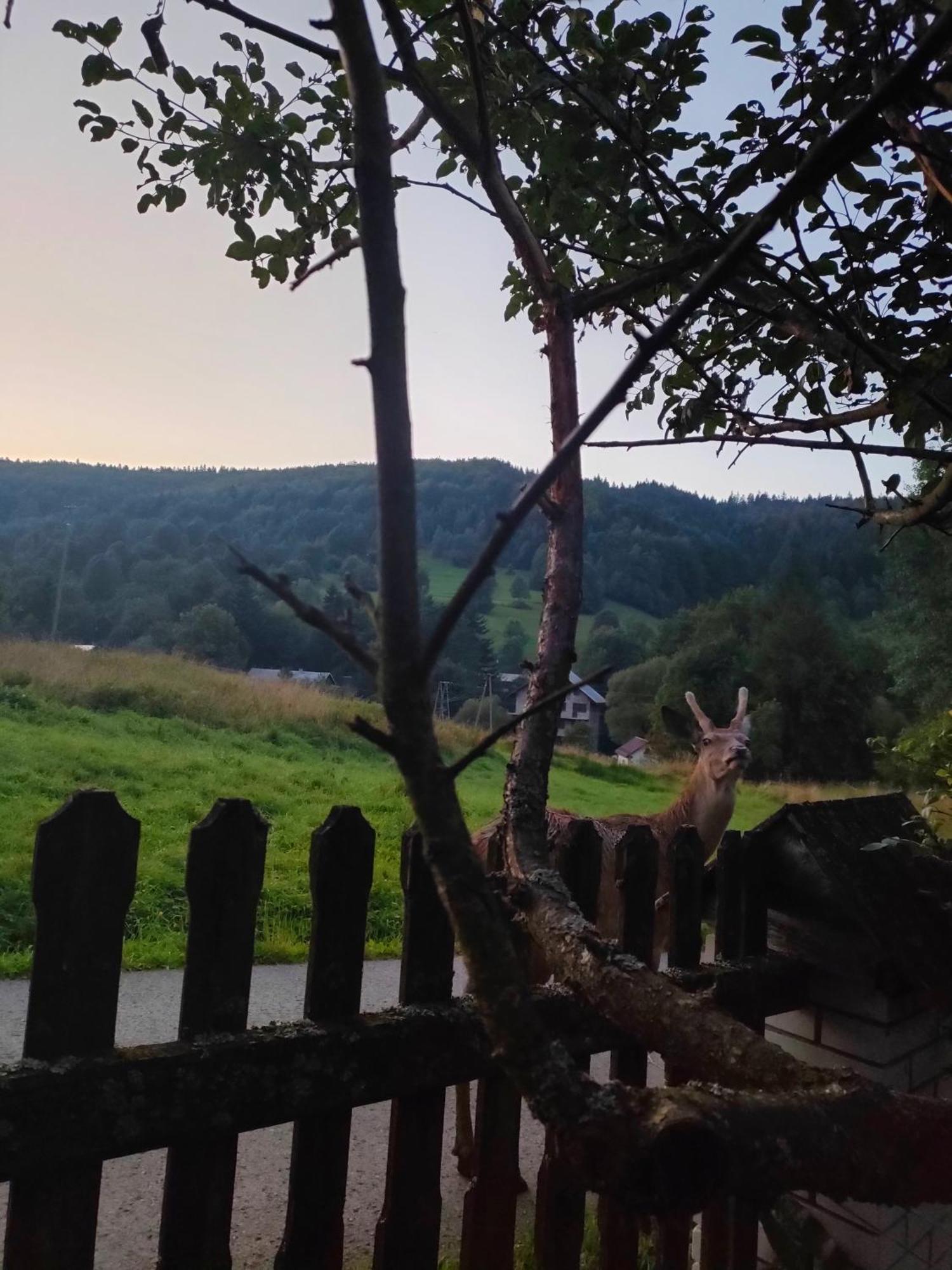 Goralska Czarcia Chata Pod Jalowcem ستريشافا المظهر الخارجي الصورة