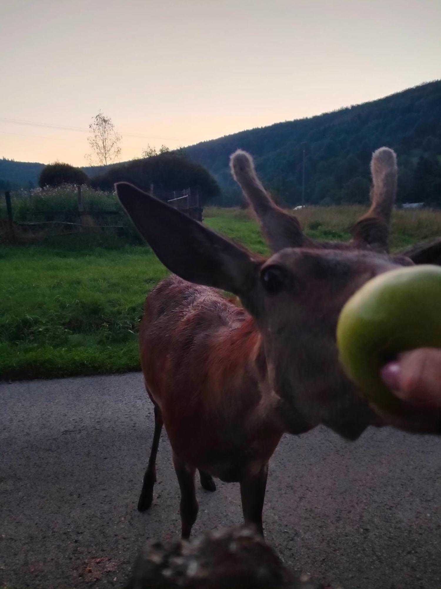 Goralska Czarcia Chata Pod Jalowcem ستريشافا المظهر الخارجي الصورة
